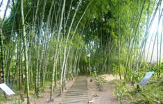 National Center for the Study of Bamboo